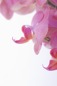 Bild-Nr: 9695744 Orchidee Erstellt von: Macrolia