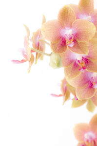 Bild-Nr: 9695756 Orchidee Erstellt von: Macrolia