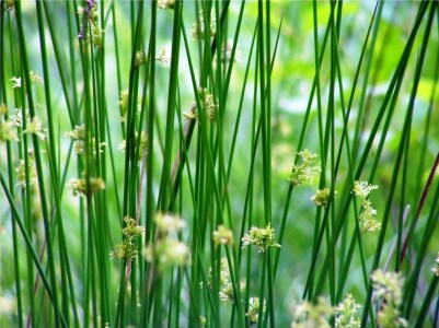 Bild-Nr: 9696420 Flatter-Binse Juncus effusus Erstellt von: Renate Knapp