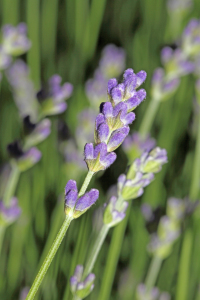 Bild-Nr: 9696896 Lavendel Erstellt von: Gerhard Albicker