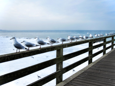 Bild-Nr: 9697964 Ostseebad Boltenhagen Erstellt von: Galerie-Fotoeffekt