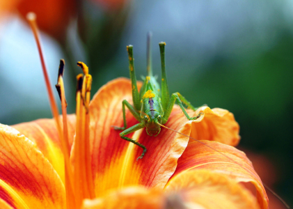 Bild-Nr: 9706200 Leckermäulchen  Erstellt von: Renate Knapp