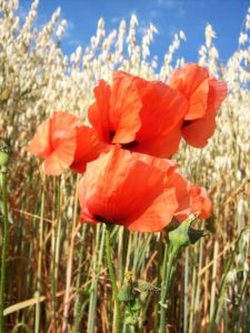 Bild-Nr: 9706746 Hafer & Mohn Erstellt von: Marion227