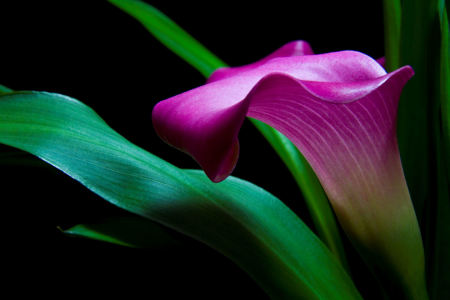 Bild-Nr: 9707812 Calla Erstellt von: Anja Peschel