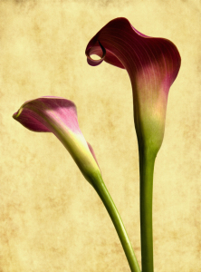 Bild-Nr: 9708278 CALLA Erstellt von: Anja Peschel