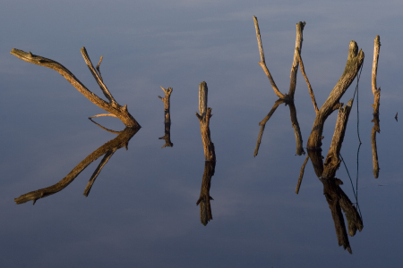 Bild-Nr: 9709756 Totholz im Moorsee - Spiegelung Erstellt von: Digra987