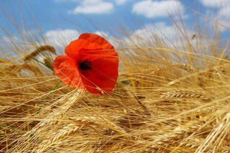 Bild-Nr: 9715542 Mohnblume im Kornfeld Erstellt von: ninami