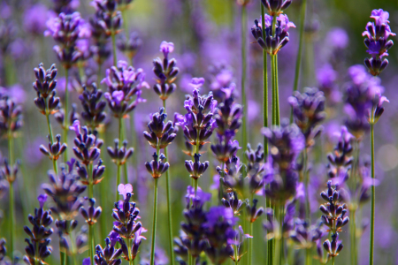 Bild-Nr: 9718134 Lavendel Erstellt von: Gerhard Albicker