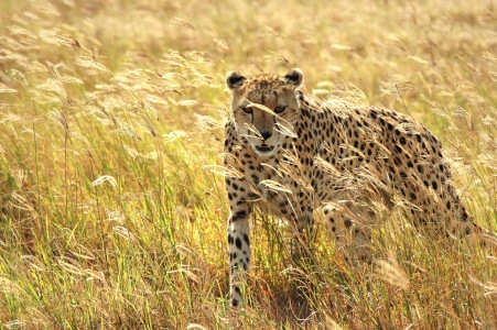 Bild-Nr: 9721808 Cheetah - Tanzania Erstellt von: biZal