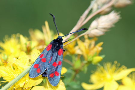 Bild-Nr: 9722602 Sechsfleck-Widderchen Erstellt von: Gerhard Albicker