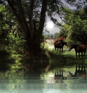 Bild-Nr: 9727314 Am Wasser Erstellt von: Birgit Presser