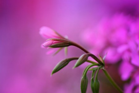 Bild-Nr: 9727332 Rosa Träume Erstellt von: Renate Knapp
