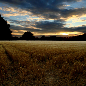 Bild-Nr: 9728502 Abendstimmung am Kornfeld Erstellt von: yammay