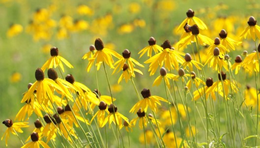 Bild-Nr: 9729352 Sommerpoesie Erstellt von: Renate Knapp