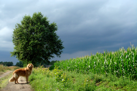 Bild-Nr: 9730004 Hundswetter Erstellt von: yammay