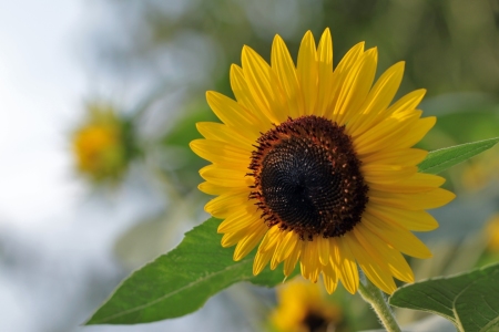 Bild-Nr: 9730464 Sonnenblume Erstellt von: Renate Knapp