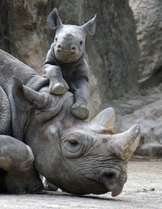 Bild-Nr: 9732652 Nashorn-Baby beim Spiel Erstellt von: mpenzi