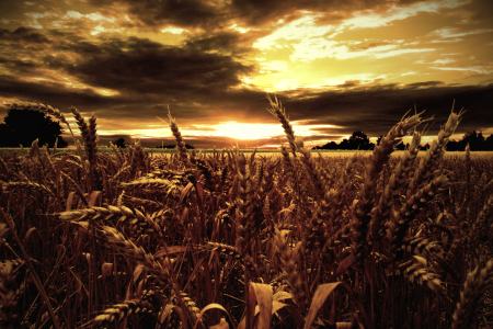 Bild-Nr: 9733218 Abendlicht am Kornfeld Erstellt von: yammay