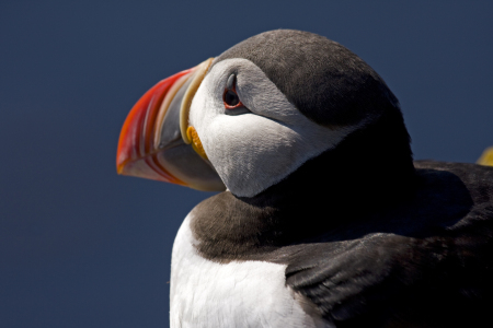 Bild-Nr: 9738500 Papageientaucher Erstellt von: Landacre