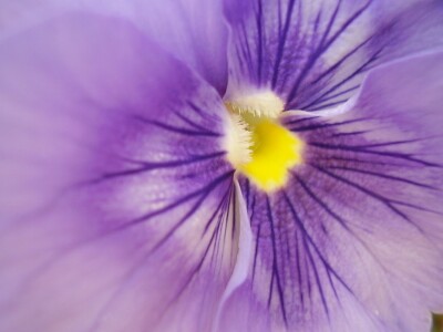 Bild-Nr: 9740190 Viola Tricolor Erstellt von: BoguttisKunst