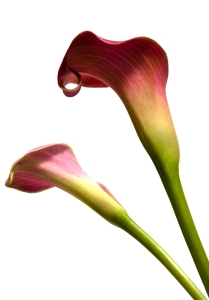 Bild-Nr: 9740210 Calla Erstellt von: Anja Peschel