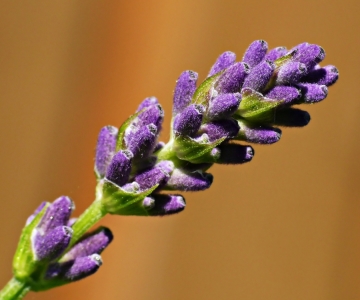 Bild-Nr: 9743710 Lavendel Erstellt von: gabii40