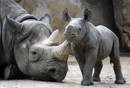 Bild-Nr: 9744786 Nashorn-Baby bewacht Mamas Schlaf Erstellt von: mpenzi