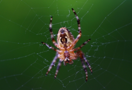 Bild-Nr: 9746408 Spider Erstellt von: falconer59