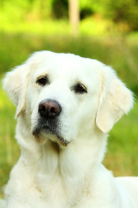 Bild-Nr: 9748066 Portrait Golden Retriever Erstellt von: andy2902