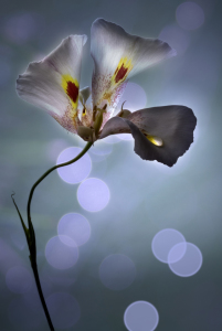 Bild-Nr: 9749984 Iris hollandica II Erstellt von: Horst Brandt