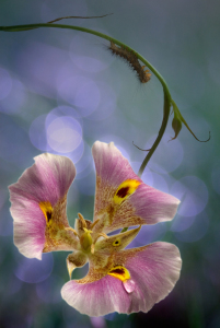 Bild-Nr: 9750368 Iris hollandica III Erstellt von: Horst Brandt