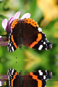 Bild-Nr: 9750596 Spieglein Spieglein................. Erstellt von: gabii40