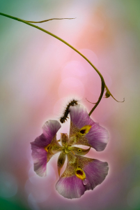 Bild-Nr: 9750876 Iris hollandica IV Erstellt von: Horst Brandt