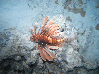 Bild-Nr: 9751704 Rot feuerfisch  Erstellt von: micha34