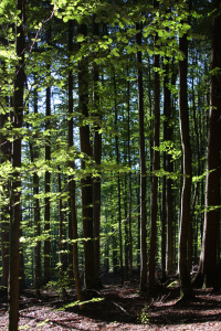 Bild-Nr: 9751810 Im Wald Erstellt von: Stephanie Stephanie Dannecker