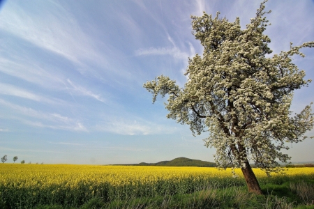 Bild-Nr: 9759300 frühling Erstellt von: Ralf Nemeth