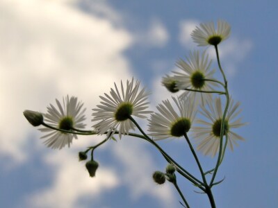 Bild-Nr: 9759760 Waldundwiesenblume Erstellt von: Renate Knapp