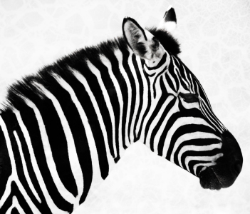 Bild-Nr: 9759768 Zebra  Erstellt von: Timo Geble