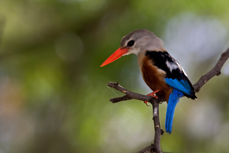 Bild-Nr: 9763822 African Eisi Erstellt von: Thomas Herzog