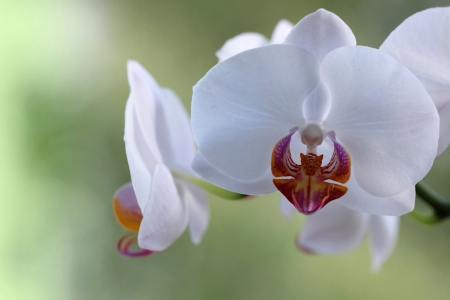 Bild-Nr: 9768090 Happy Dreams Phalaenopsis philippinensis Erstellt von: Renate Knapp