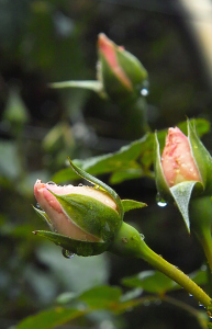 Bild-Nr: 9768434 Tränen der Rosen Erstellt von: Uwe Minuth