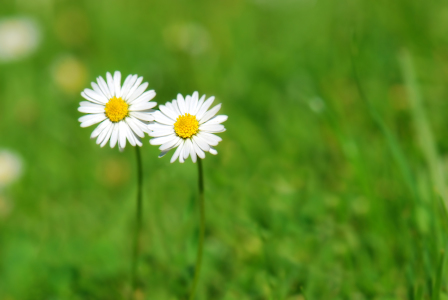 Bild-Nr: 9772832 Gänseblümchen  Erstellt von: Atteloi