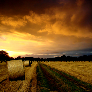 Bild-Nr: 9775542 Abenddämmerung am Feld Erstellt von: yammay