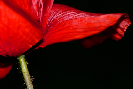 Bild-Nr: 9777684 Mohn and black Erstellt von: gp-fotos