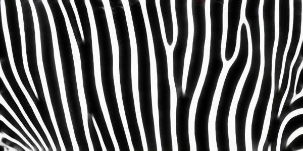 Bild-Nr: 9779832 ZEBRA Erstellt von: Galerie-Fotoeffekt