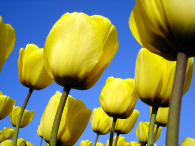 Bild-Nr: 9783180 Tulpen Erstellt von: Flower-Power