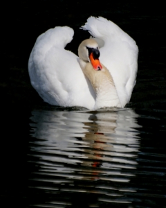 Bild-Nr: 9785752 Cygne Erstellt von: youhaveadream