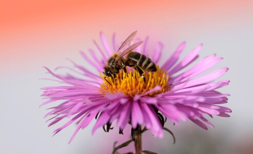 Bild-Nr: 9785810 Bienenmalzeit Erstellt von: Renate Knapp