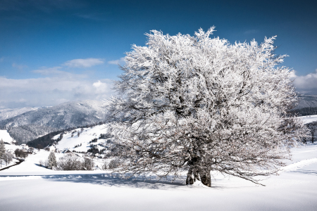 Bild-Nr: 9787356 Wintertag Erstellt von: Andreas Andreas Wonisch