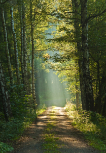 Bild-Nr: 9787918 Weg ins Licht Erstellt von: Daniela Beyer